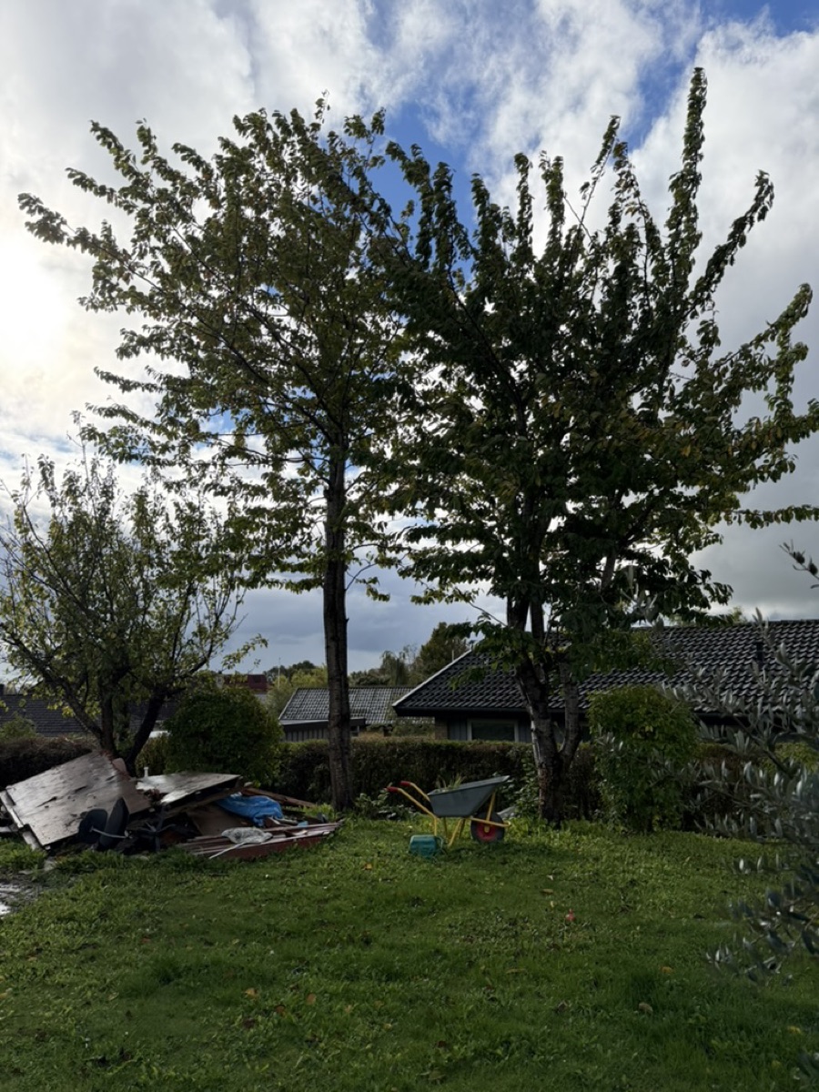 Før: to store træer midt i haven